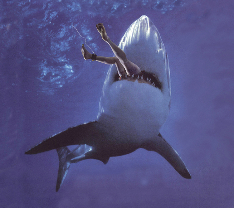 Bilden http://www.thesharkdoctor.com/shark-attack1.jpg kan inte visas, d den innehller fel.